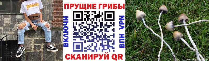 Псилоцибиновые грибы Psilocybe  Райчихинск 